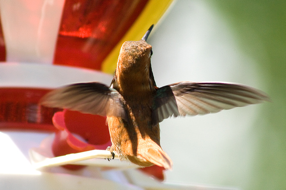 Male Rufus Hummingbird