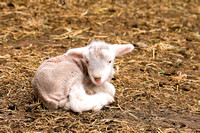 Newborn Lamb