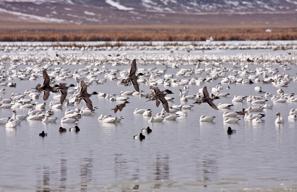 Pintails with Snow Geese