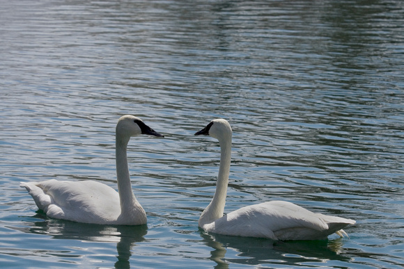 Trumpeter Swan pair