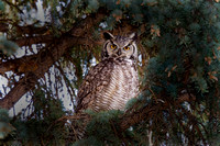 Great Horned Owl Male